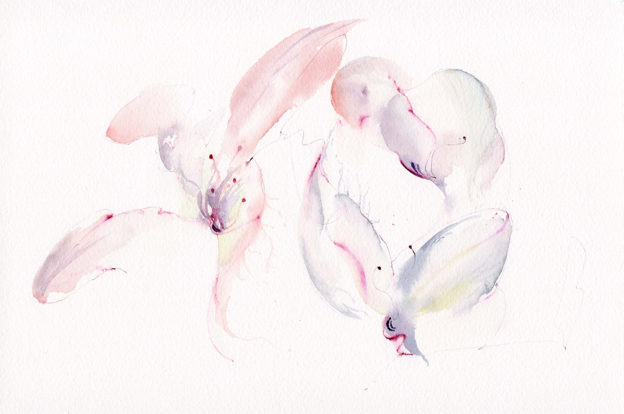Loose watercolour painting of flower and butterfly forms in pale pink, violet and blue-grey washes