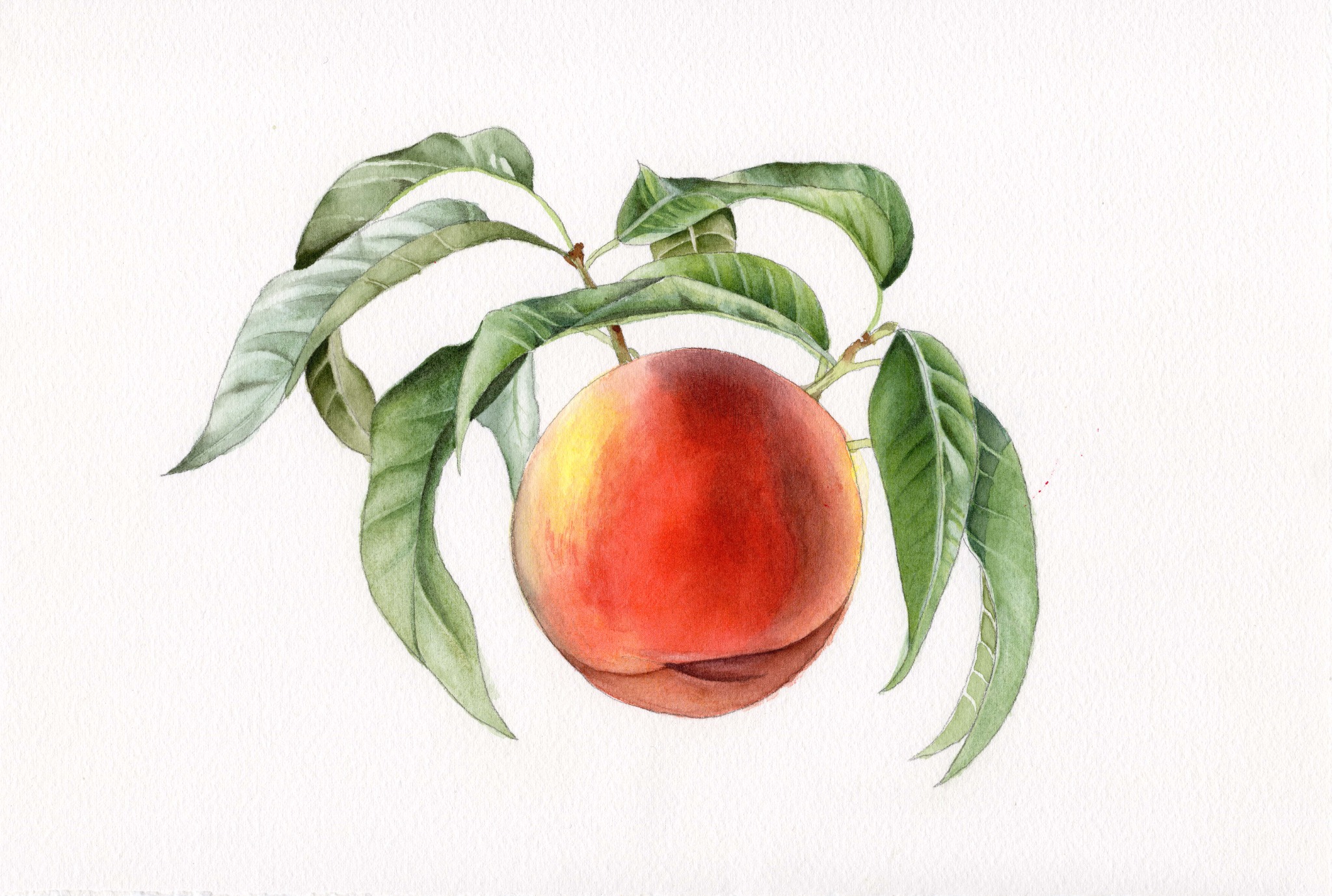 Watercolour painting of a ripe red peach with green leaves on white paper